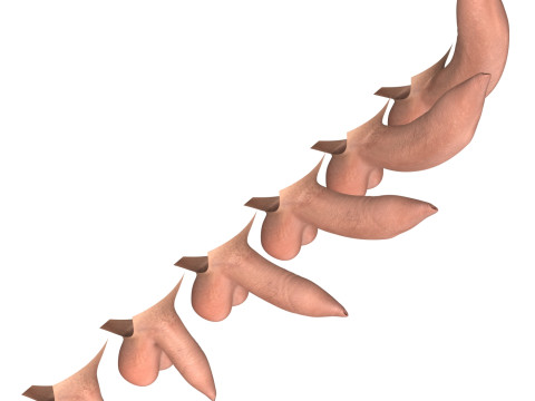 Man Uncircumcised Penis Erection Stages 3D Модель