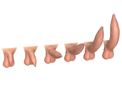 Man Uncircumcised Penis Erection Stages 3D Model