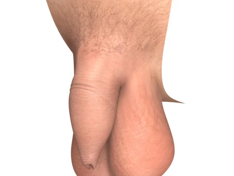 Man Uncircumcised Penis Erection Stages 3D Model