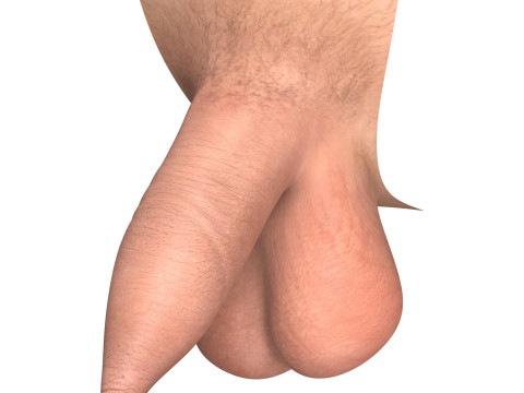 Man Uncircumcised Penis Erection Stages 3D Модель