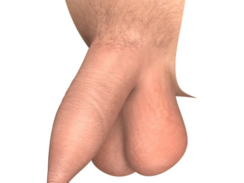 Man Uncircumcised Penis Erection Stages 3D Model