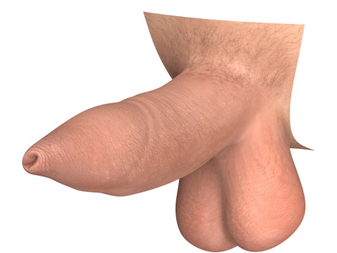 Man Uncircumcised Penis Erection Stages 3D Модель
