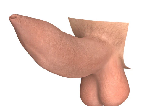 Man Uncircumcised Penis Erection Stages 3D Model