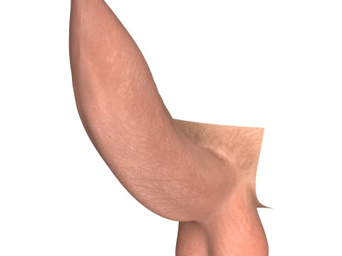 Man Uncircumcised Penis Erection Stages 3D Model