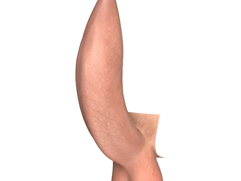 Man Uncircumcised Penis Erection Stages 3D Model