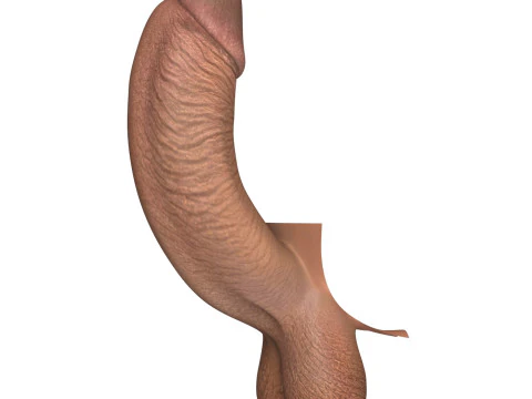 Black Erect Penis 3D Model