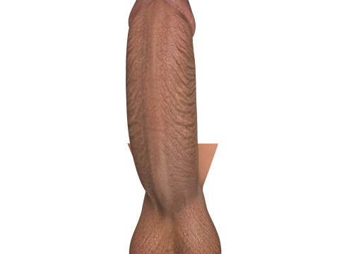 Black Erect Penis Modèle 3D