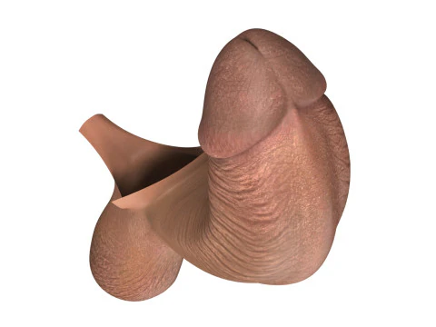 Black Erect Penis 3D Model