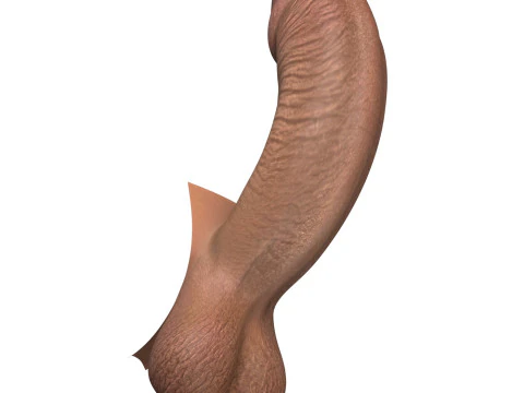 Black Erect Penis 3D Model