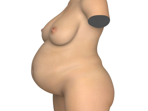 Pregnant Woman Torso With Vagina Modello 3D