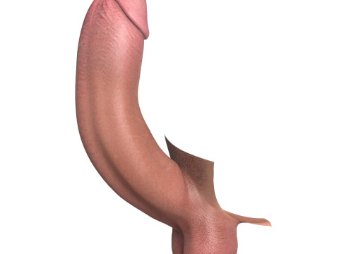 Photorealistic Big Erect Penis 3D Model