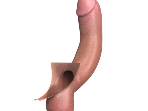 Photorealistic Big Erect Penis 3D Model