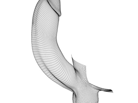 Photorealistic Big Erect Penis 3D Model