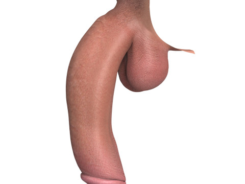 Photorealistic Big Flaccid Penis 3D Model