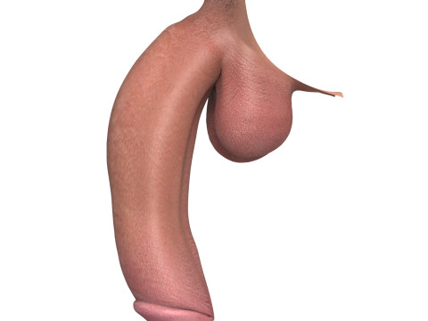 Photorealistic Big Flaccid Penis 3D Model