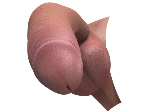 Photorealistic Big Flaccid Penis 3D Model