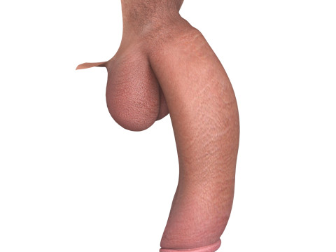 Photorealistic Big Flaccid Penis 3D Model