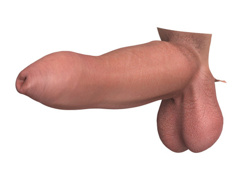 Photorealistic Uncircumcised Big Penis 3D Модель