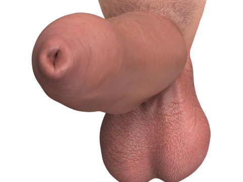 Photorealistic Uncircumcised Big Penis 3D Модель