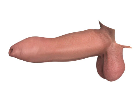 Photorealistic Uncircumcised Big Penis 3D Model
