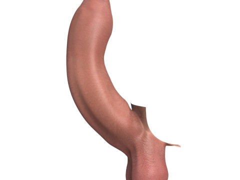 Photorealistic Uncircumcised Big Erect Penis Model 3D