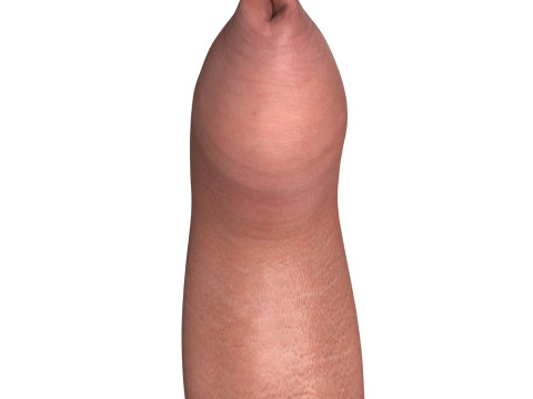 Photorealistic Uncircumcised Big Erect Penis Model 3D