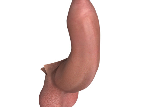 Photorealistic Uncircumcised Big Erect Penis Model 3D