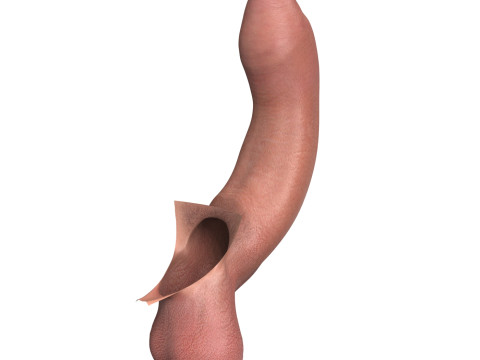 Photorealistic Uncircumcised Big Erect Penis Model 3D