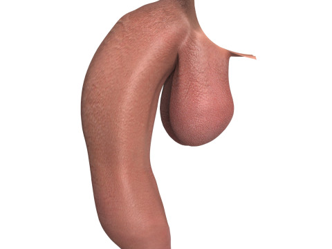 Photorealistic Uncircumcised Big Flaccid Penis Modelo 3D