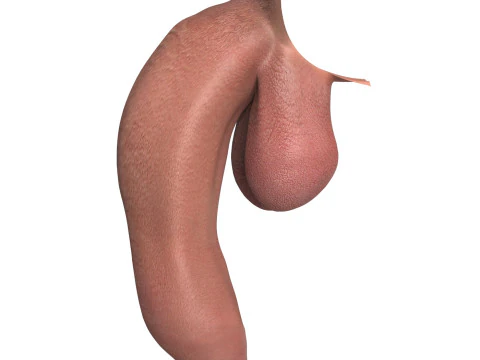 Photorealistic Uncircumcised Big Flaccid Penis 3D Model