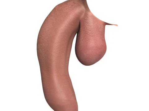 Photorealistic Uncircumcised Big Flaccid Penis 3D Model