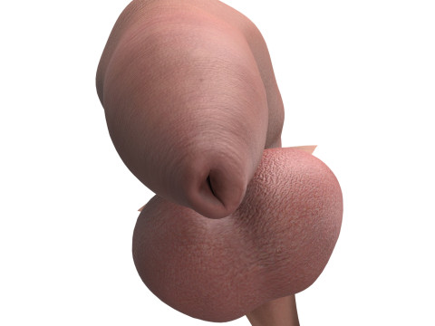Photorealistic Uncircumcised Big Flaccid Penis Modelo 3D