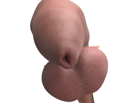 Photorealistic Uncircumcised Big Flaccid Penis 3D Model