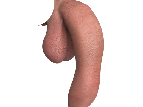 Photorealistic Uncircumcised Big Flaccid Penis 3D Model