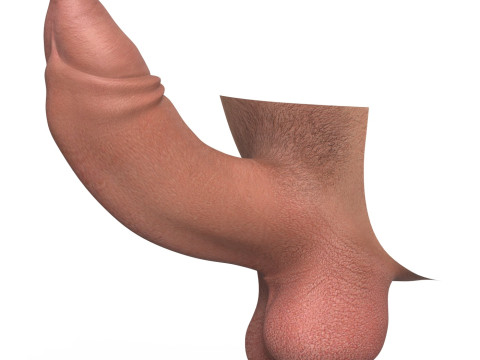 Uncircumcised Erect Male Penis 3D Модель