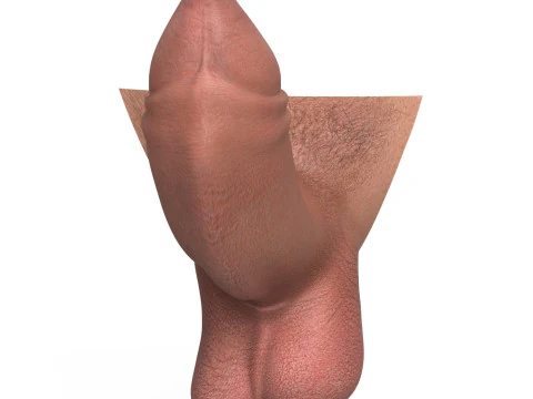 Uncircumcised Erect Male Penis 3D Model