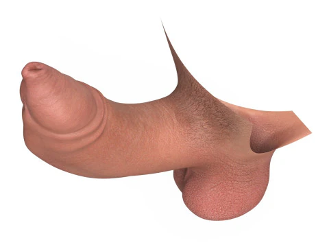 Uncircumcised Erect Male Penis 3D Model