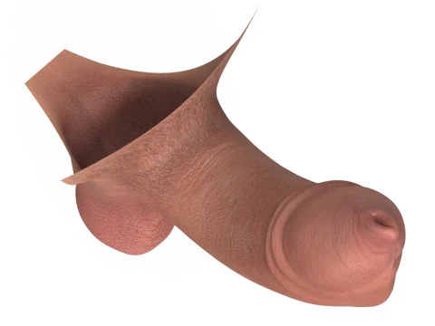 Uncircumcised Erect Male Penis 3D Model