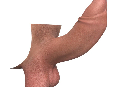 Uncircumcised Erect Male Penis 3D Model