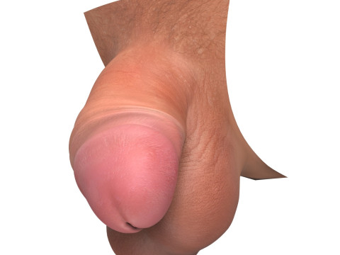 Realistic Small Thick Penis 3D Model
