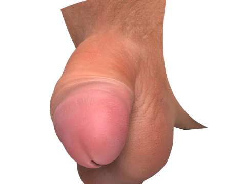 Realistic Small Thick Penis 3D Model