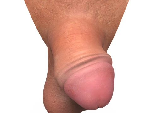 Realistic Small Thick Penis 3D Model