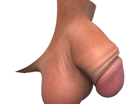 Realistic Small Thick Penis 3D Model