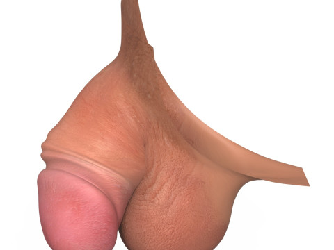 Realistic Small Thick Penis 3D Model