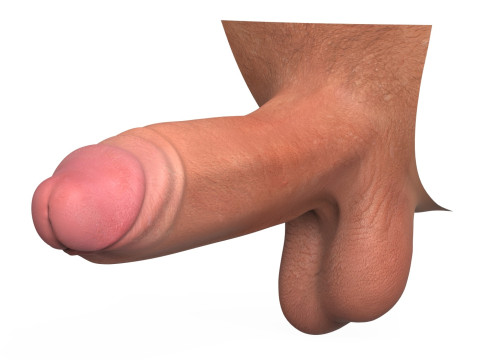 Realistic Erect Male Penis 3D Model