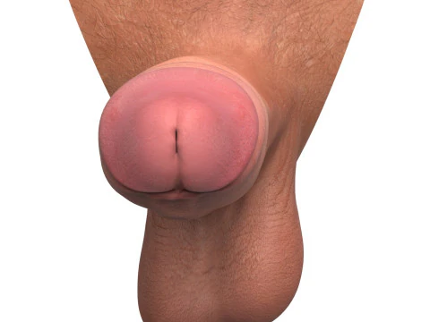 Realistic Erect Male Penis 3D Model