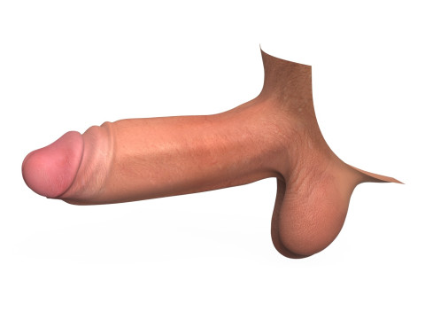 Realistic Erect Male Penis 3D Model