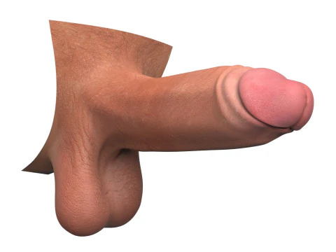 Realistic Erect Male Penis 3D Model