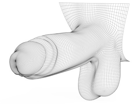 Realistic Erect Male Penis 3D Model