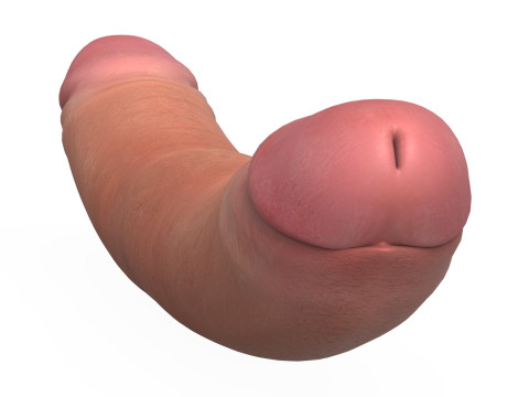 Double Sided Man Penis Model 3D
